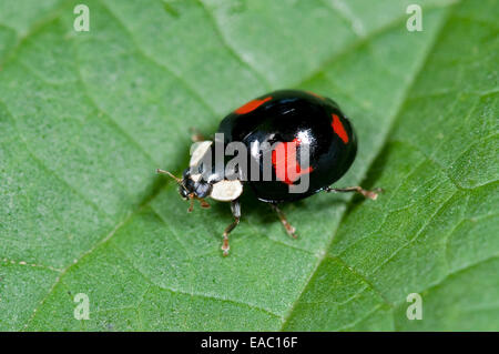 Harlekin-Marienkäfer Harmonia Axyridis Kent UK Stockfoto