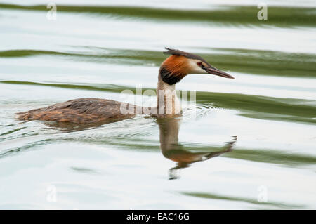 Great Crested Grebe Podiceps Cristatus Kent UK Stockfoto
