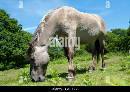 Konik-Pferd Hothfield Heide Kent UK Stockfoto