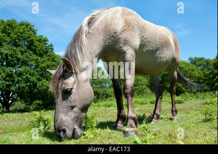 Konik-Pferd Hothfield Heide Kent UK Stockfoto