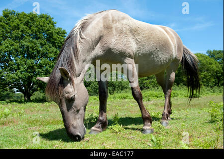 Konik-Pferd Hothfield Heide Kent UK Stockfoto