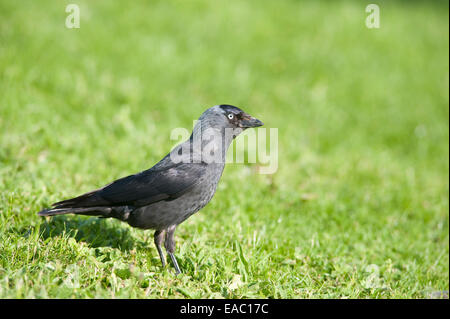 Dohle Corvus Monedula Kent UK Stockfoto