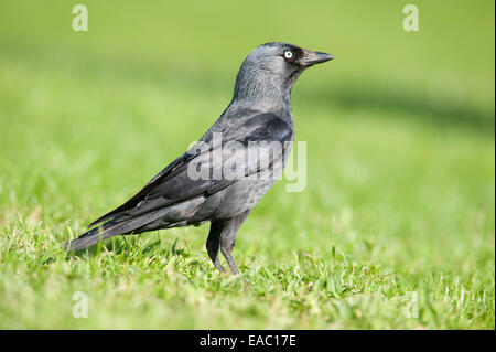 Dohle Corvus Monedula Kent UK Stockfoto