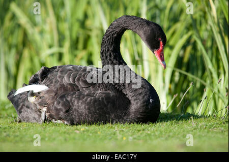 Black Swan Cygnus olor Kent UK Stockfoto