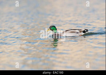 Stockente Anas Platyrhynchos Kent UK Stockfoto