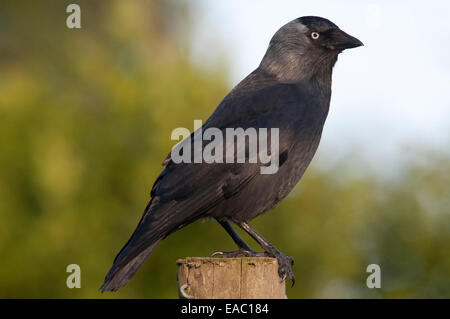 Dohle Corvus Monedula Kent UK Stockfoto