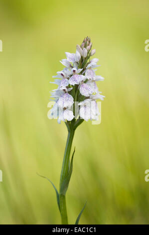 Heide gesichtet Orchidee Dactylorhiza Maculata Kent UK Stockfoto