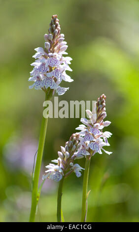 Heide gesichtet Orchidee Dactylorhiza Maculata Kent UK Stockfoto