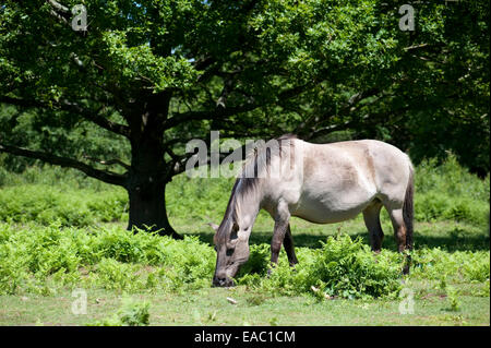 Konik-Pferd Hothfield Heide Kent UK Stockfoto