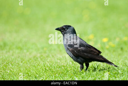 Dohle Corvus Monedula Barnes London UK Stockfoto