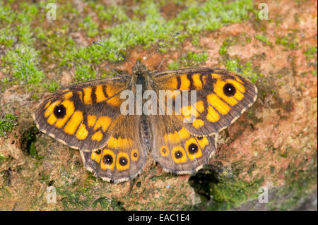 Wand-Schmetterling Lasiommata Megera KENT UK Stockfoto