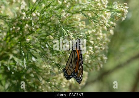 Monarch auf Armut Weed Stockfoto