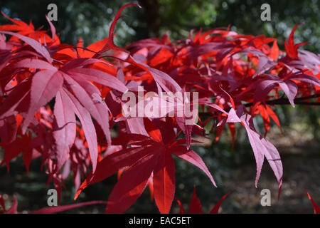 Eine Studie der Japanischen Roten Acer Blätter im Herbst Sonnenlicht Stockfoto