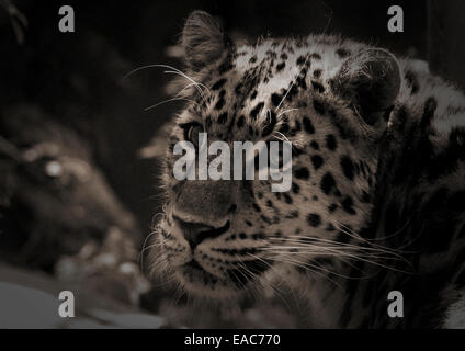 Amur-Leopard Stockfoto