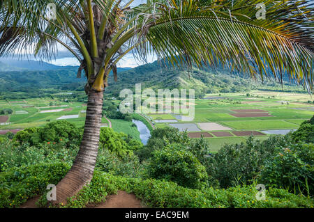 Hanalei National Wildlife Refuge scenic Lookout über Taro-Felder entlang des Hanalei River, North Kauai, Hawaii, USA Stockfoto