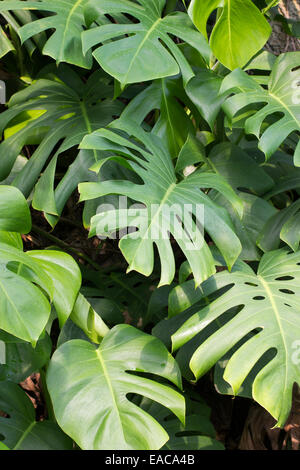 Gut verteilt Laub des Werks Schweizer Käse, Monstera deliciosa Stockfoto