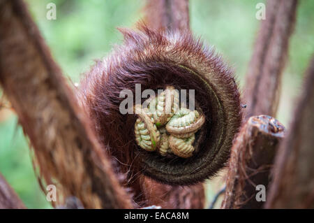 Hapu ' u Farn (Cibotium Splendens) im Hawaii Volcanoes National Park, Big Island, Hawaii, USA Stockfoto