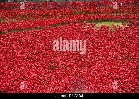 Nahaufnahme von der Keramik Mohn bei der "Blut Mehrfrequenzdarstellung Länder und Meere of Red" Installation auf dem Tower of London. Stockfoto