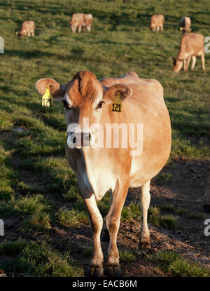 Jersey Kühe auf grünen Weide. Stockfoto