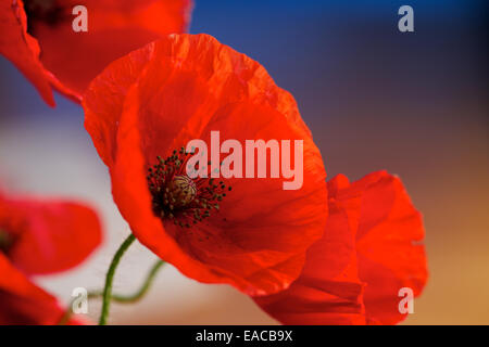 Nahaufnahme von Mohn, Mohnblume, Makro-Aufnahmen, Hintergrundbeleuchtung. Die Erinnerung Mohn verwendet, um Soldaten zu gedenken, die im Krieg gestorben sind. Stockfoto