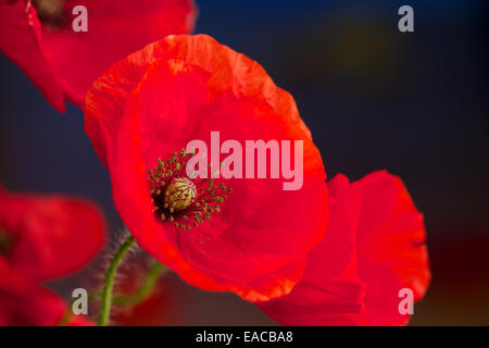 Nahaufnahme von Mohn, Mohnblume, Makro-Aufnahmen, Hintergrundbeleuchtung. Die Erinnerung Mohn verwendet, um Soldaten zu gedenken, die im Krieg gestorben sind. Stockfoto