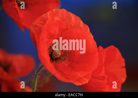 Nahaufnahme von Mohn, Mohnblume, Makro-Aufnahmen, Hintergrundbeleuchtung. Die Erinnerung Mohn verwendet, um Soldaten zu gedenken, die im Krieg gestorben sind. Stockfoto