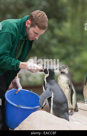 Humboldt, oder Peruaner, Pinguin (Spheniscus Humboldti). Erwachsene und unreifen jungen von einem Halter von hand gefüttert. London Zoo. Stockfoto