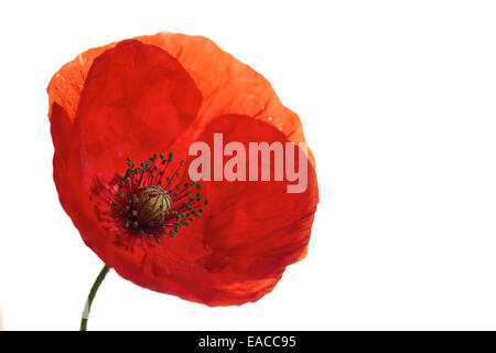 Nahaufnahme von Mohn, Mohnblume, Makro-Aufnahmen, Hintergrundbeleuchtung. Die Erinnerung Mohn verwendet, um Soldaten zu gedenken, die im Krieg gestorben sind. Stockfoto