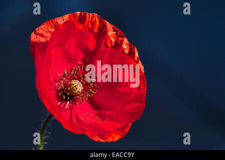 Nahaufnahme von Mohn, Mohnblume, Makro-Aufnahmen, Hintergrundbeleuchtung. Die Erinnerung Mohn verwendet, um Soldaten zu gedenken, die im Krieg gestorben sind. Stockfoto