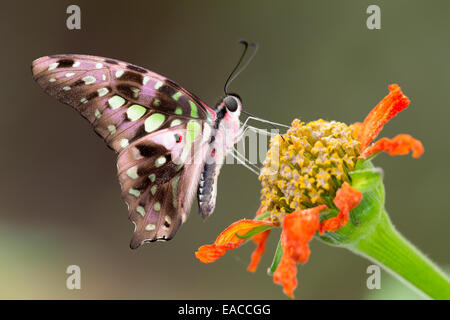 Tailed Jay Schmetterling (Graphium Agamemnon) Nectaring an der North Somerset Schmetterlingshaus Stockfoto