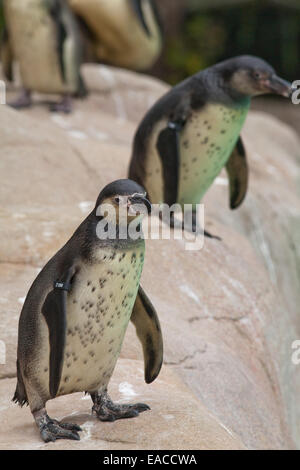 Humboldt, oder Peruaner, Pinguine (Spheniscus Humboldti). Jugendkriminalität, unreifen Gefieder. Junge des Jahres. Pinguin-Strand. Der Londoner Zoo Stockfoto