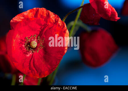 Nahaufnahme von Mohn, Mohnblume, Makro-Aufnahmen, Hintergrundbeleuchtung. Die Erinnerung Mohn verwendet, um Soldaten zu gedenken, die im Krieg gestorben sind. Stockfoto