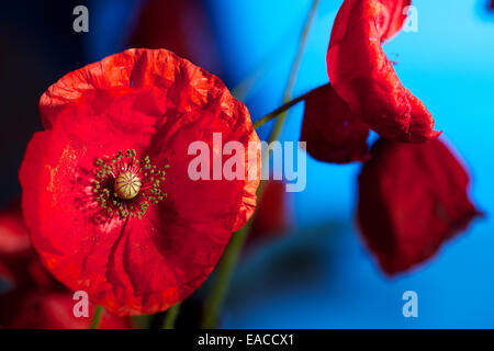 Nahaufnahme von Mohn, Mohnblume, Makro-Aufnahmen, Hintergrundbeleuchtung. Die Erinnerung Mohn verwendet, um Soldaten zu gedenken, die im Krieg gestorben sind. Stockfoto