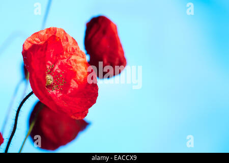 Nahaufnahme von Mohn, Mohnblume, Makro-Aufnahmen, Hintergrundbeleuchtung. Die Erinnerung Mohn verwendet, um Soldaten zu gedenken, die im Krieg gestorben sind. Stockfoto