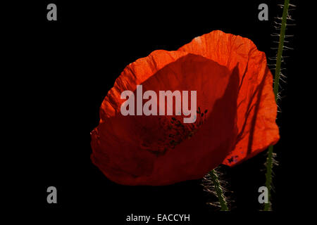 Nahaufnahme von Mohn, Mohnblume, Makro-Aufnahmen, Hintergrundbeleuchtung. Die Erinnerung Mohn verwendet, um Soldaten zu gedenken, die im Krieg gestorben sind. Stockfoto