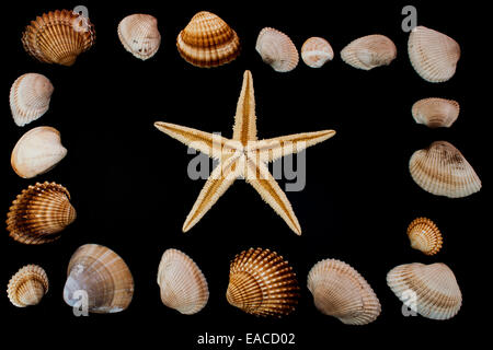 Muscheln, fotografiert am Boden Stockfoto