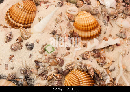 Muscheln, fotografiert am Boden Stockfoto
