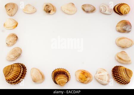 Muscheln, fotografiert am Boden Stockfoto
