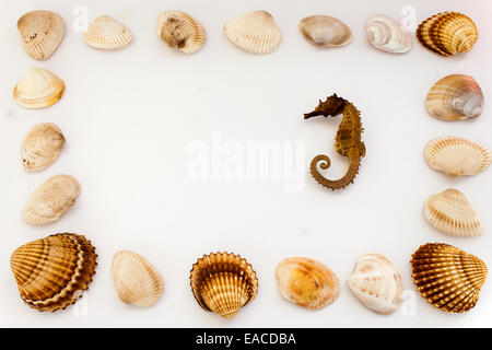 Muscheln, fotografiert am Boden Stockfoto