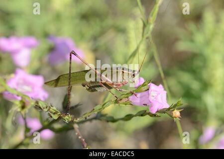 Gabel-tailed Bush Grashuepfer Essen Agalinis (Agalinis sp.) Stockfoto