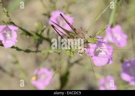 Gabel-tailed Bush Grashuepfer auf Agalinis (Agalinis sp.) Stockfoto