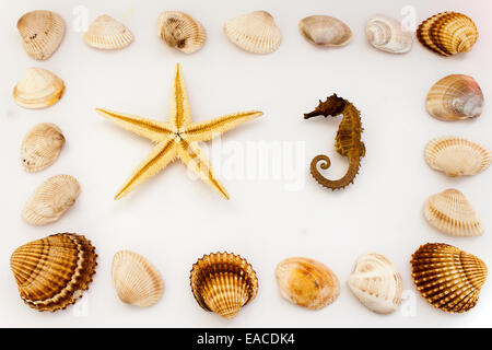 Muscheln, fotografiert am Boden Stockfoto