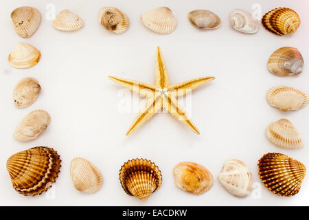 Muscheln, fotografiert am Boden Stockfoto