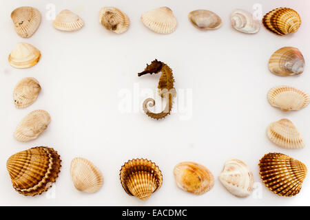 Muscheln, fotografiert am Boden Stockfoto