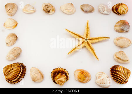Muscheln, fotografiert am Boden Stockfoto