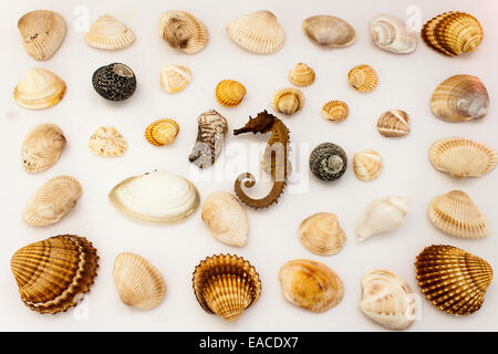 Muscheln, fotografiert am Boden Stockfoto