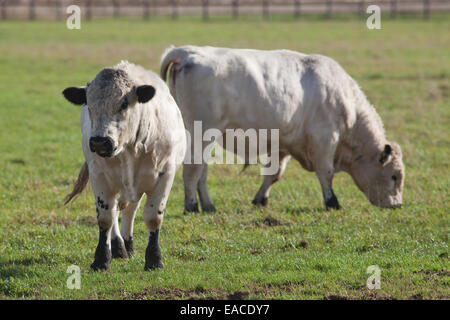 White Park Ochsen (Bos Taurus).  Hausrind. Befragten, - Hörner entfernt. Suffolk. England. Stockfoto