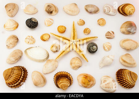 Muscheln, fotografiert am Boden Stockfoto