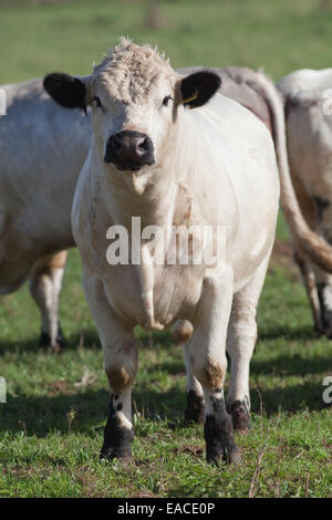 White Park Ochsen (Bos Taurus).  Hausrind. Befragten, - Hörner entfernt. Suffolk. England. Stockfoto