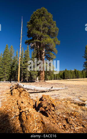 Eine abklingende Baumstumpf in einem ausgetrockneten Wiese im Yosemite Nationalpark, Kalifornien, USA. Die meisten der Califoprnia ist in außergewöhnliche Trockenheit, die höchste Klassifizierung der Dürre. Stockfoto